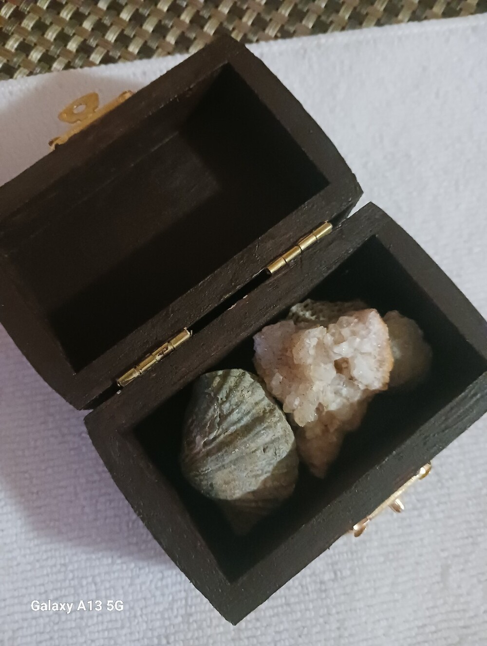 Decor Fossil Box